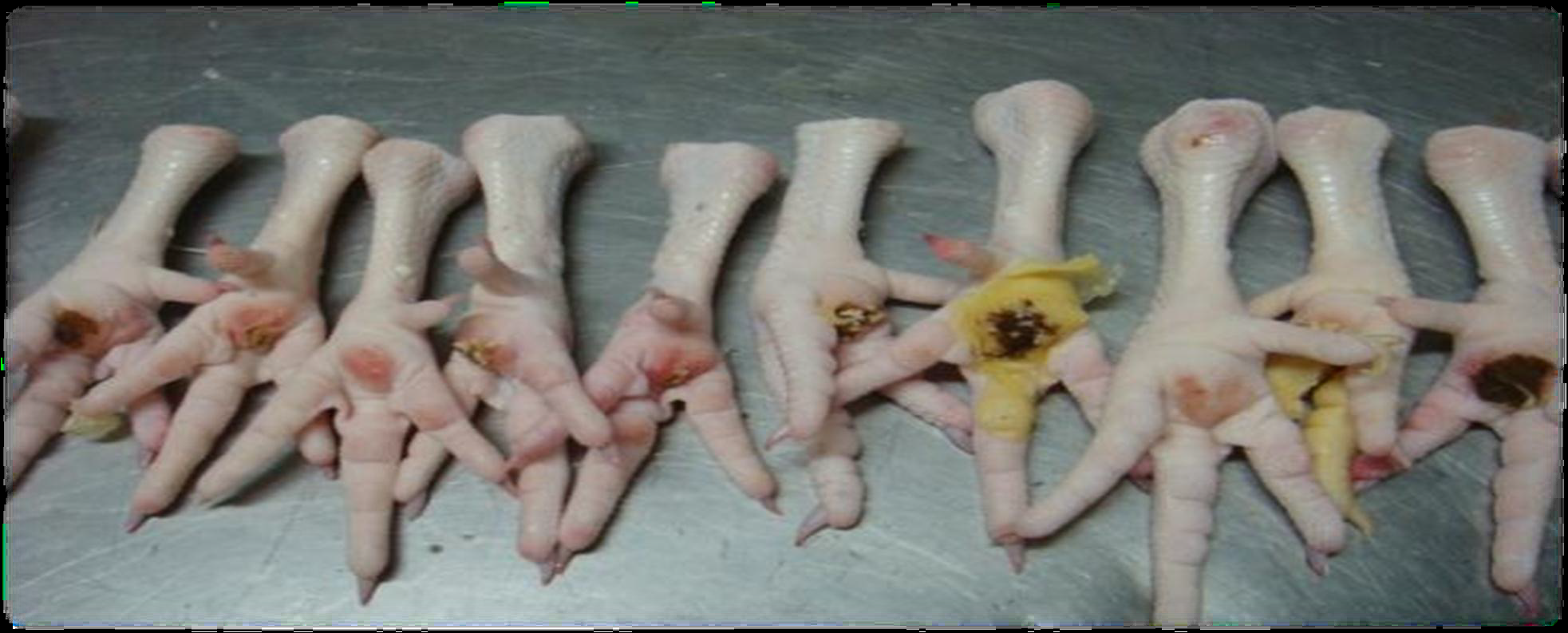 肉雞禽樂樂對肉雞爪的作用